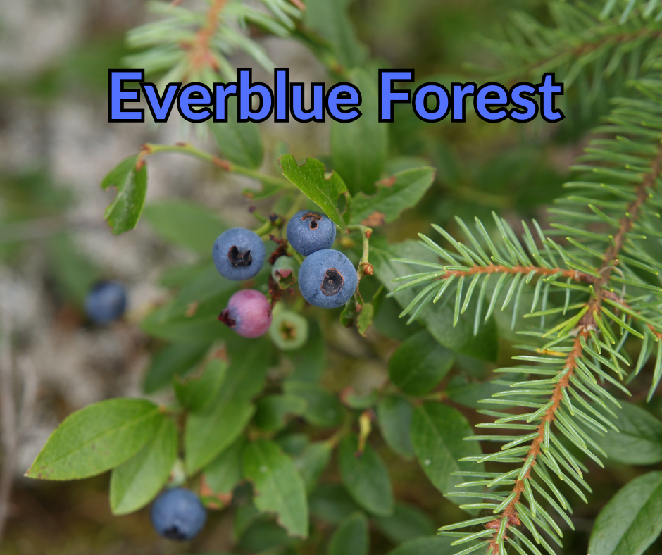 Everblue Forest ~3 bags of melts for the price of 1